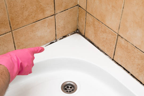 Best Basement Mold Remediation in Defiance, OH